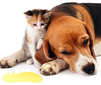pet-dog-cat-urine-on-carpet